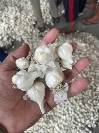 Garlic